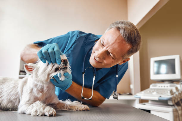 Best Tooth Infection Emergency Dentist  in Amelia, OH